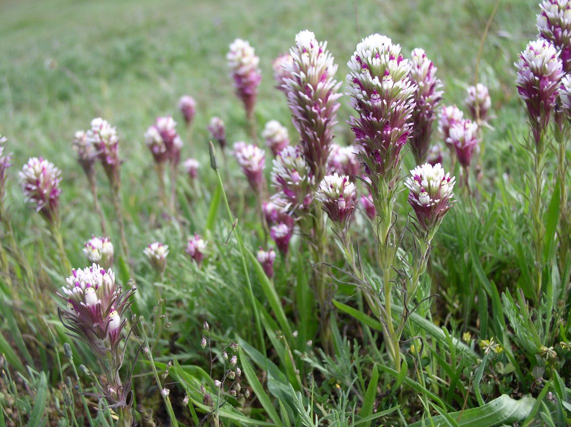 Ecology and Conservation of California's Coastal Prairie program image